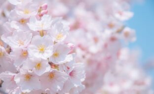 2024年度　高校合格実績